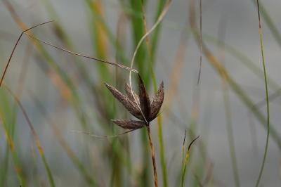 <i>Bolboschoenus maritimus</i>