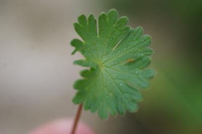 <i>Geranium molle</i>