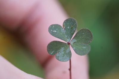 <i>Oxalis</i>