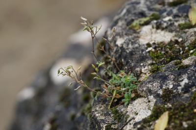 <i>Cerastium fontanum</i>