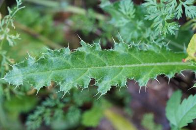 <i>Cirsium arvense</i>