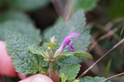 <i>Lamium maculatum</i>