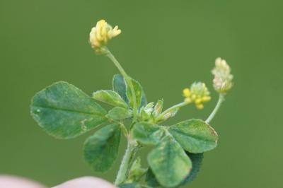 <i>Medicago minima</i>