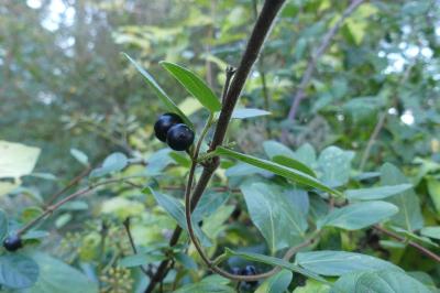 <i>Lonicera japonica</i>