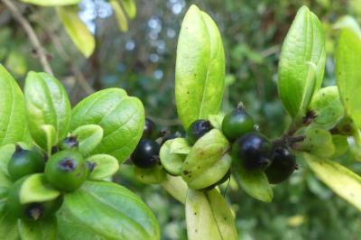 <i>Lonicera japonica</i>
