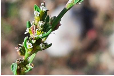 <i>Polygonum aviculare</i>