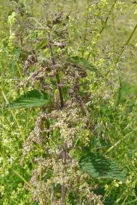 <i>Urtica dioica</i>