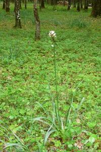 <i>Asphodelus albus</i>