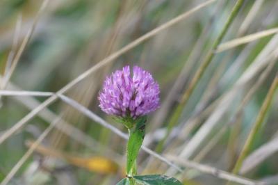 <i>Trifolium pratense</i>