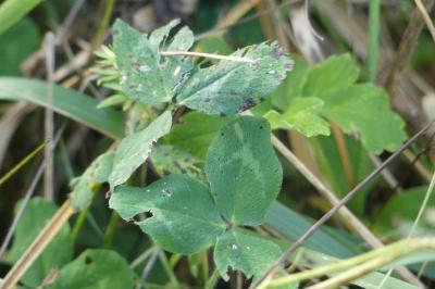 <i>Trifolium pratense</i>