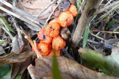 <i>Arum</i>