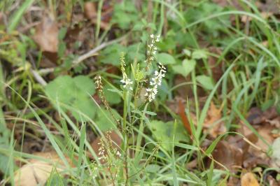 <i>Melilotus albus</i>