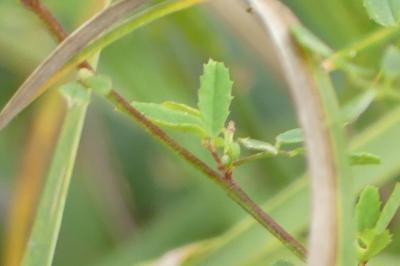 <i>Melilotus albus</i>