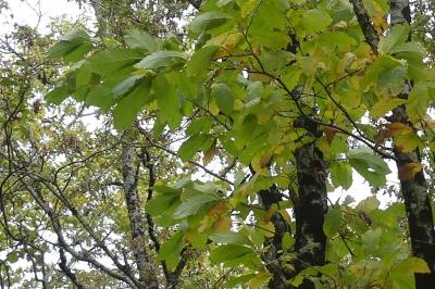 <i>Castanea sativa</i>