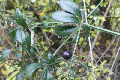 <i>Rubia peregrina</i>