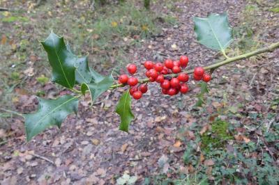 <i>Ilex aquifolium</i>