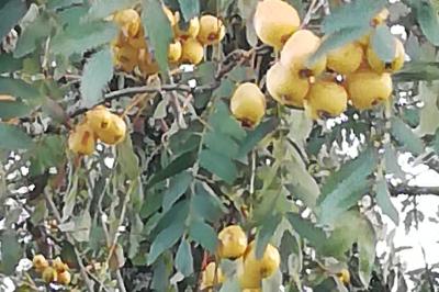 <i>Cormus domestica</i>
