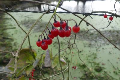 <i>Solanum dulcamara</i>