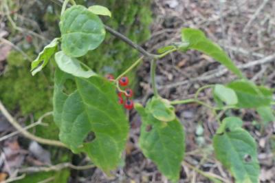 <i>Solanum dulcamara</i>