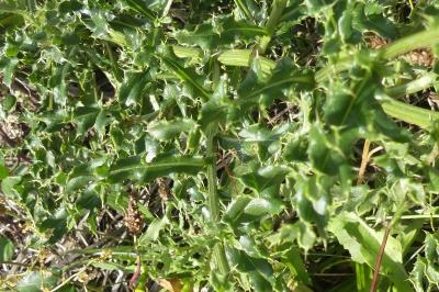 <i>Cirsium arvense</i>