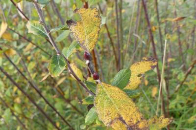 <i>Salix caprea</i>