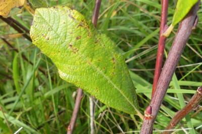 <i>Salix caprea</i>