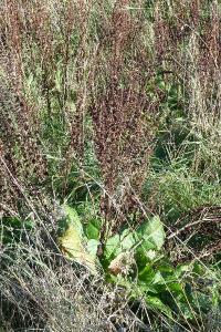 <i>Rumex obtusifolius</i>
