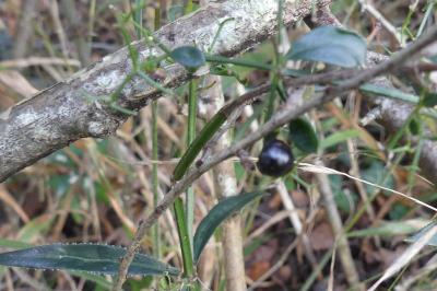 <i>Rubia peregrina</i>