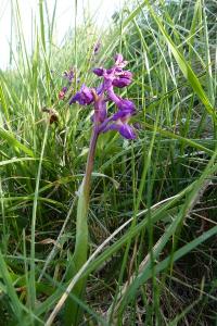 <i>Anacamptis morio</i>
