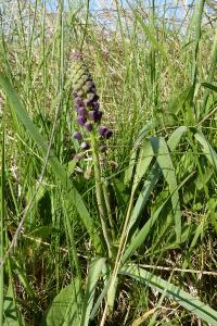 <i>Muscari comosum</i>