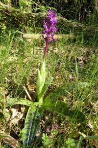 <i>Dactylorhiza maculata</i>