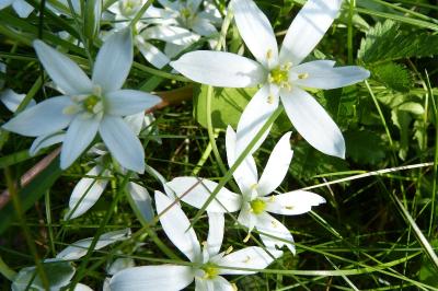 <i>Ornithogalum</i>