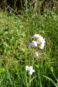 <i>Cardamine pratensis</i>