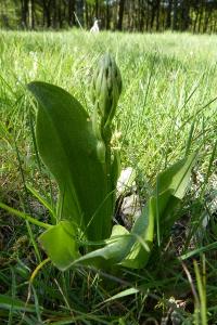 <i>Himantoglossum hircinum</i>