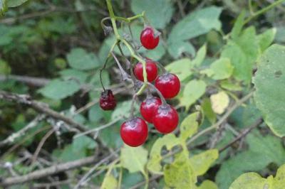 <i>Solanum dulcamara</i>