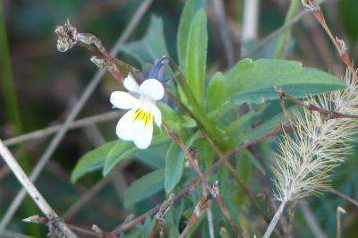 <i>Viola arvensis</i>