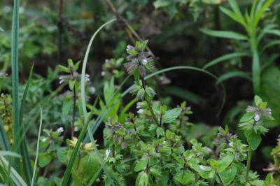 <i>Stachys arvensis</i>