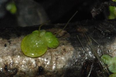 <i>Lemna gibba</i>