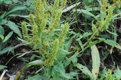 <i>Rumex maritimus</i>