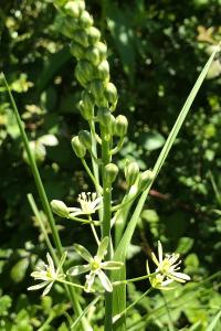 <i>Loncomelos pyrenaicus</i>