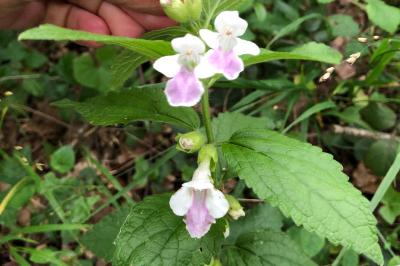 <i>Melittis melissophyllum</i>