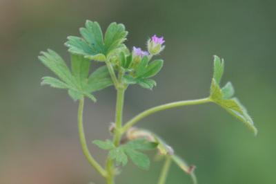 <i>Geranium pusillum</i>