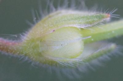 <i>Geranium pusillum</i>