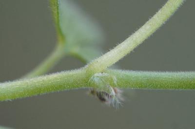 <i>Geranium pusillum</i>