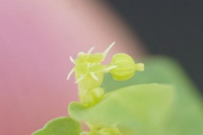 <i>Euphorbia peplus</i>