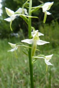 <i>Platanthera chlorantha</i>
