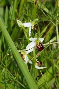 <i>Ophrys apifera</i>