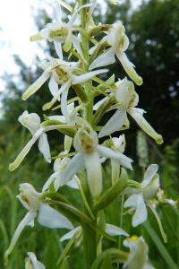 <i>Platanthera chlorantha</i>