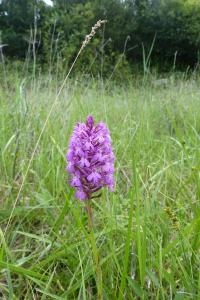 <i>Anacamptis pyramidalis</i>