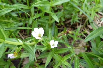 <i>Gratiola officinalis</i>